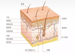 <b>從皮膚構(gòu)造，談?wù)勂つw管理的重要性，儀器配合更省心！</b>